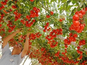 Wah! Disney World Bikin Kebun Sayur dan Buah Ukuran Jumbo