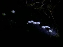 Jamur Menyala dan Indahnya Kabut Halimun