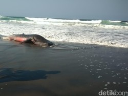 Pecinta Satwa Kecam Polisi Pose Injak Bangkai Hiu di Bantul