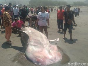Seekor Hiu Terdampar di Pantai Parangkusumo Bantul
