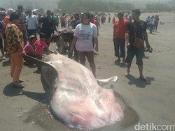 Seekor Hiu Terdampar di Pantai Parangkusumo Bantul