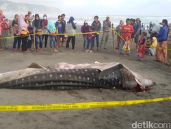 Hiu yang Diinjak 3 Polisi di Bantul Kondisinya Sudah Mati