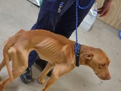 Makin Banyak Anjing Kelaparan di Australia Selatan
