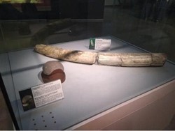 Museum Nasional Indonesia, Sudah Pernah Masuk ke Dalamnya?