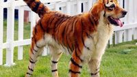 Aneh Tapi Nyata! Ada Kumpulan Hewan Punya Wajah Unik