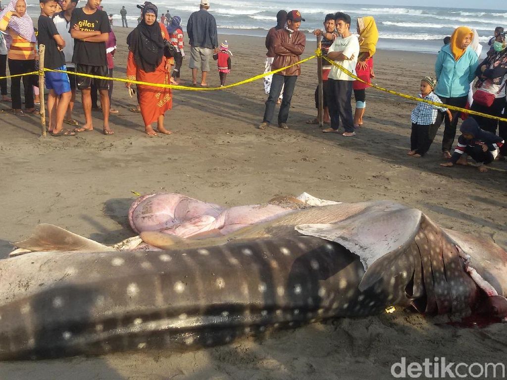 Ini Dia Penyebab Hiu 1 Ton Terdampar dan Mati di Bantul Ini Dia Penyebab Hiu 1 Ton Terdampar dan Mati di Bantul