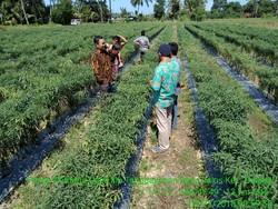 Langkah Strategis Kementan Amankan Pasokan Bawang dan Cabai