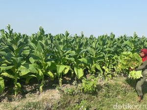 Lahan Semakin Menyempit, Harga Tembakau di Probolinggo Kian Mahal