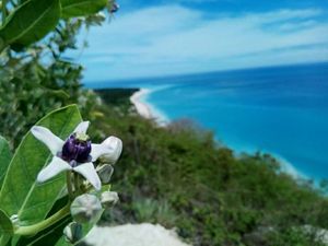 Pesona Indonesia, Kupang Salah Satunya