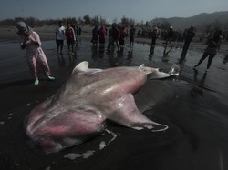 Ini Alasan Polisi Berpose Injak Bangkai Hiu di Bantul