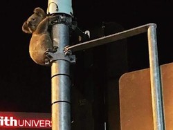 Koala Diselamatkan dari Tiang Lampu Merah di Gold Coast Queensland