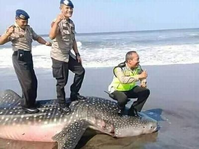 Penampakan Bangkai Hiu yang Diinjak Polisi untuk Berfoto