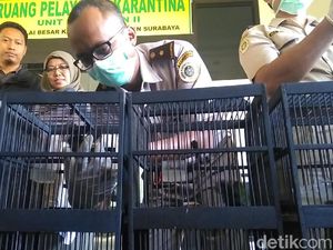 154 Ekor Burung dari Kalteng Gagal Diselundupkan ke Surabaya 154 Ekor Burung dari Kalteng Gagal Diselundupkan ke Surabaya