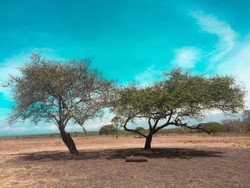 Banyuwangi dan Keindahan Alamnya