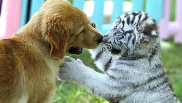 Viral Foto Anjing Bermain Dengan Bayi Macan Dan Singa Di China