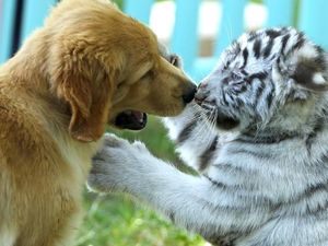 Viral Foto Anjing Bermain dengan Bayi Macan dan Singa di China