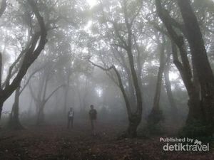 Kisah-kisah Pendaki Tersesat di Pegunungan Jawa Barat Kisah-kisah Pendaki Tersesat di Pegunungan Jawa Barat