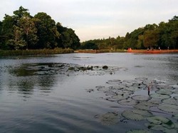 Lepas Penat Sejenak di Lingkungan LIPI Cibinong