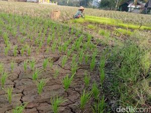 Hama Tikus dan Wereng Serang Area Persawahan Warga Garut Hama Tikus dan Wereng Serang Area Persawahan Warga Garut