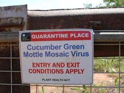 Selandia Baru Larang Impor Buah Labu-labuan dari Australia