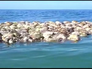 Ratusan Penyu Langka Ditemukan Mati Massal di Meksiko