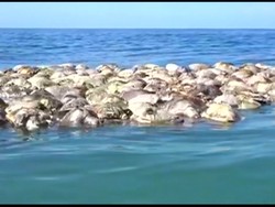 Ratusan Penyu Langka Ditemukan Mati Massal di Meksiko