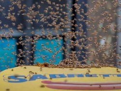 Belasan Ribu Lebah Hinggapi Tenda Hot Dog di Times Square New York