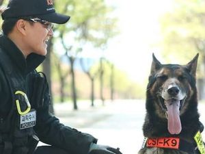 Mati Digigit Ular, Anjing Polisi Korsel Dapat Penghormatan Khusus Mati Digigit Ular, Anjing Polisi Korsel Dapat Penghormatan Khusus