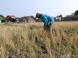 Kemarau Panjang, Petani Padi di Cikancung Bandung Merugi