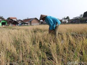 Kemarau Panjang, Petani Padi di Cikancung Bandung Merugi Kemarau Panjang, Petani Padi di Cikancung Bandung Merugi
