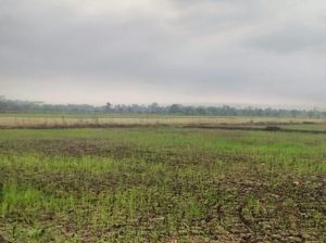 Kementan Mau Sulap Rawa Jadi Sawah, Bagaiman Permodalannya? Kementan Mau Sulap Rawa Jadi Sawah, Bagaiman Permodalannya?