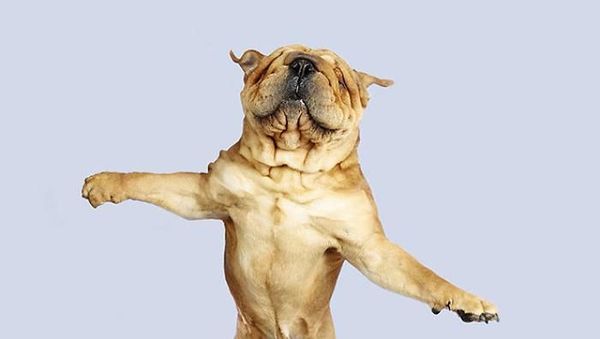 Potret Lucu Ekspresi Anjing Saat Terbang