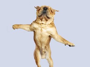 Potret Lucu Ekspresi Anjing Saat Terbang