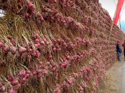 Malang Panen Raya, Pasokan Bawang Merah Jatim Dipastikan Aman