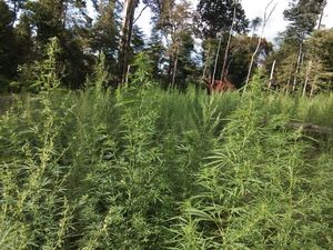 Polisi Bakar Ladang Ganja Siap Panen di Aceh