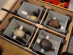 Australia Selamatkan Tengkorak Suku Asmat dan Dayak Milik RI