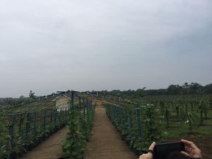 Kemendes Kembangkan Agroeduwisata Kebun Buah 30 Ha di Jambi