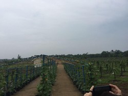 Kemendes Kembangkan Agroeduwisata Kebun Buah 30 Ha di Jambi