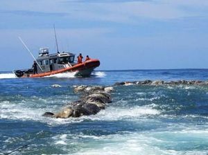 Ratusan Penyu yang Terancam Punah Mati Misterius di Pantai Meksiko