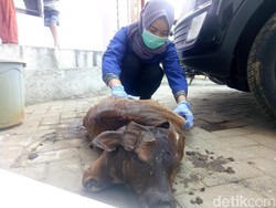 Heboh! Sapi Berkepala Dua Lahir Lewat Operasi Caesar di Makassar