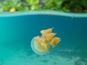 Mengenal Danau Kakaban yang Dikunjungi Ria Ricis Meski Terlarang