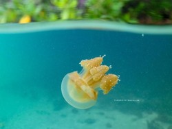 Mengenal Danau Kakaban yang Dikunjungi Ria Ricis Meski Terlarang