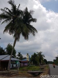 Unik, Ada Pohon Kelapa Bercabang 3 di Riau