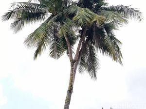 Unik, Ada Pohon Kelapa Bercabang 3 di Riau