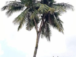 Unik, Ada Pohon Kelapa Bercabang 3 di Riau