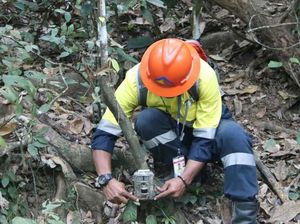 Satwa Liar di Sekitar Tambang Emas Banyuwangi Tetap Terjaga Satwa Liar di Sekitar Tambang Emas Banyuwangi Tetap Terjaga