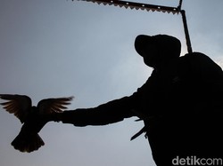 Video: Sayembara! Imbalan Rp 30 Juta Bagi Penemu Merpati Ini