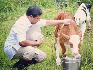 Rencana Prabowo Impor 1,5 Juta Sapi dan Respons Kubu Rival
