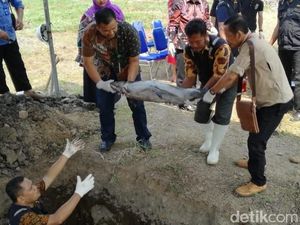 Puluhan Ikan Arapaima dari Enam Kota di Jatim Dimusnahkan
