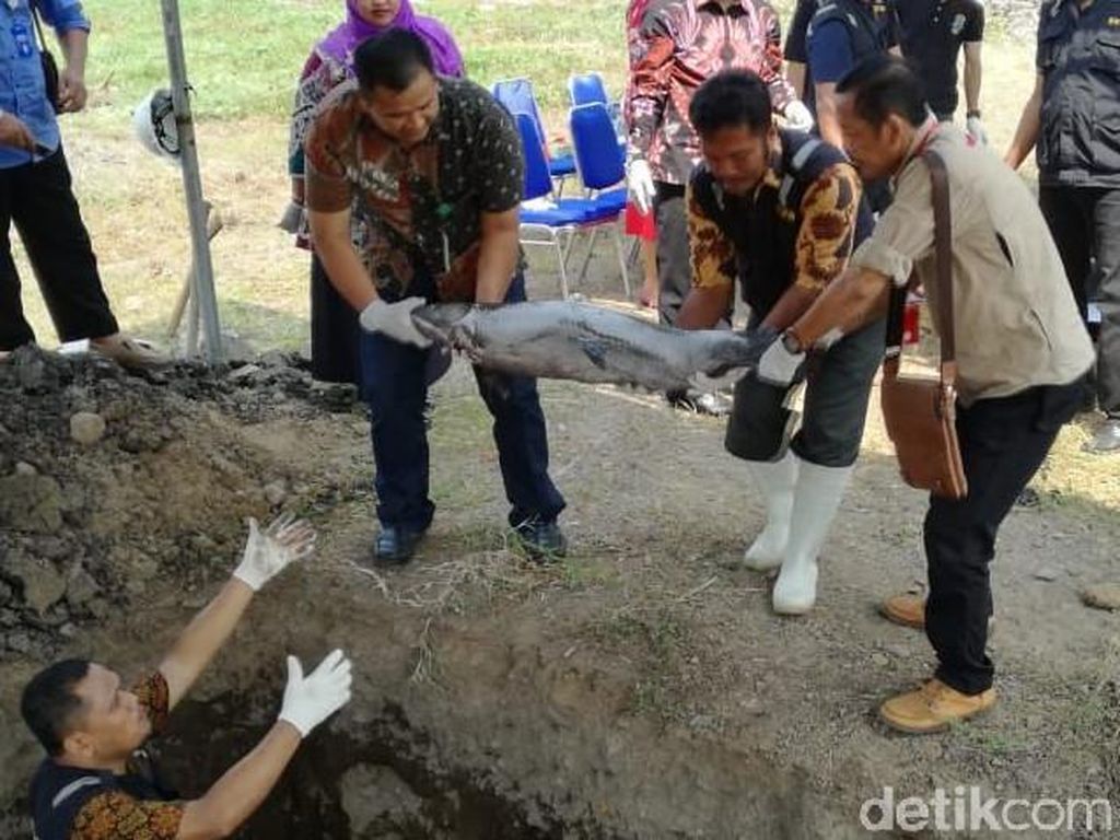 Puluhan Ikan Arapaima dari Enam Kota di Jatim Dimusnahkan Puluhan Ikan Arapaima dari Enam Kota di Jatim Dimusnahkan